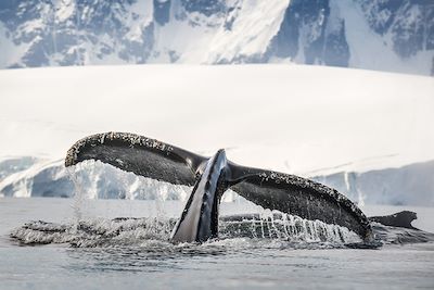 Baleine - Île de la Déception -  Antarctique