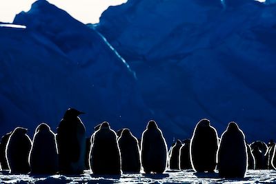 Manchots Empereurs - Terre de la Reine-Maud - Antarctique 