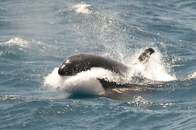 © Erwin Vermeulen/Oceanwide Expeditions - Orque en Mer de Weddell - Antarctique Orque en Mer de Weddell - Antarctique