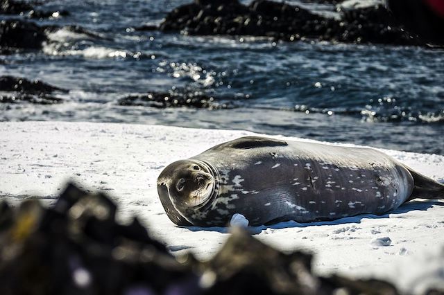 Shetland : Mer de Weddell et Cercle polaire antarctique Voyage Mer de Weddell et Cercle polaire antarctique