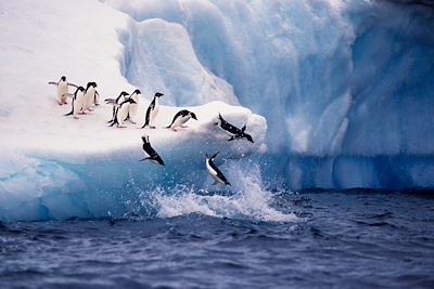 © KeithSzafranski / Getty Images - Manchots d’Adélie - Antarctique Manchots d’Adélie - Antarctique