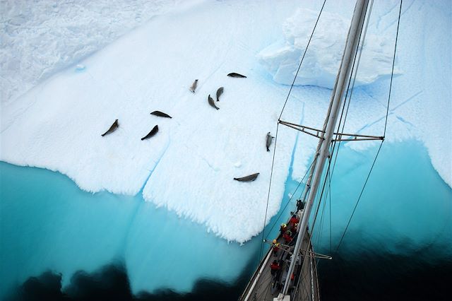 Voyage L'Antarctique à la voile, entre faunes et glaces
