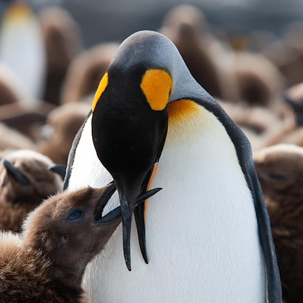 Navigation Antarctique Mer de Weddell