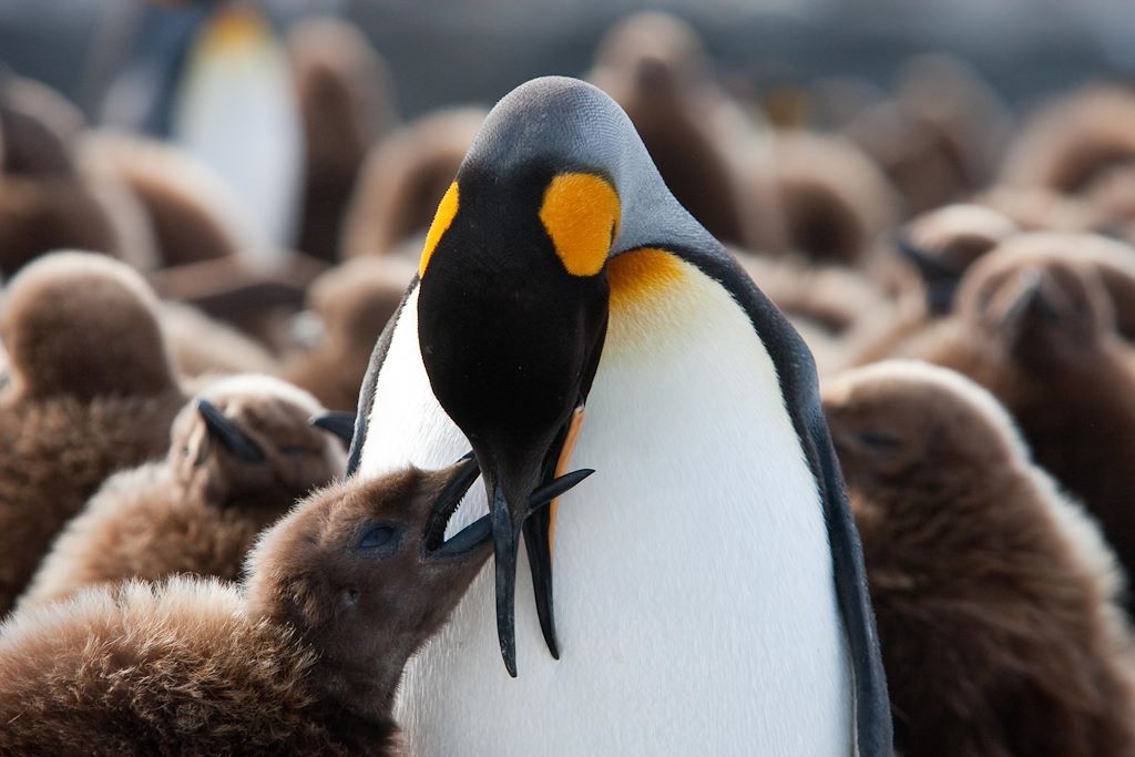 Image Croisière expédition Antarctique - Mer de Weddell - Iles Sandwich du sud - Terre de la Reine Maud