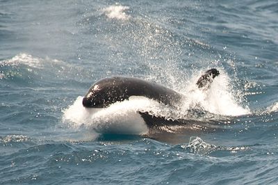 Orque en Mer de Weddell - Antarctique