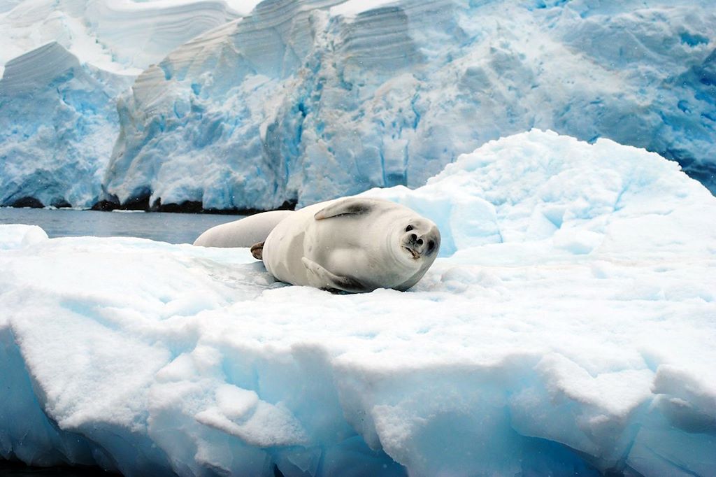 Image Croisière expédition Antarctique - Mer de Weddell - Iles Sandwich du sud - Terre de la Reine Maud
