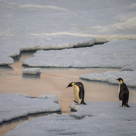 Observation animalière Antarctique Mer de Weddell