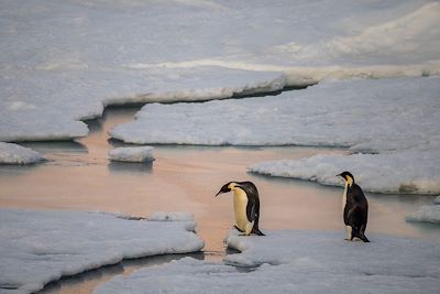 Manchots empereurs, mer de Weddell - Antarctique