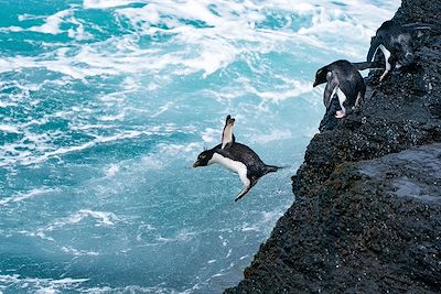 Manchots - Ile Bleaker - Iles Malouines 