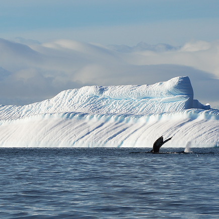 Navigation Antarctique Péninsule antarctique