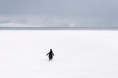 Manchot - Antarctique