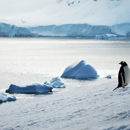 Navigation Antarctique Péninsule antarctique