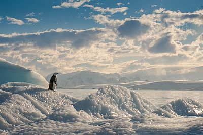 Manchot solitaire, Antarctique