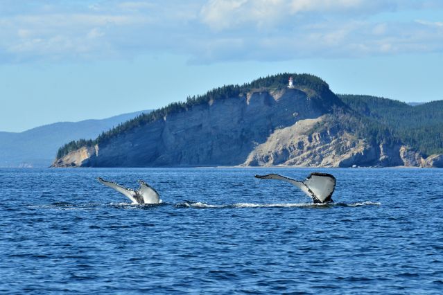 Voyage Observation des baleines sur le Saint-Laurent