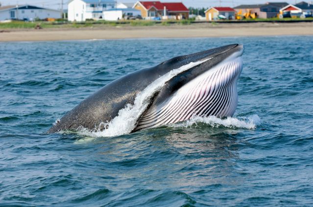 Observation des baleines sur le Saint-Laurent