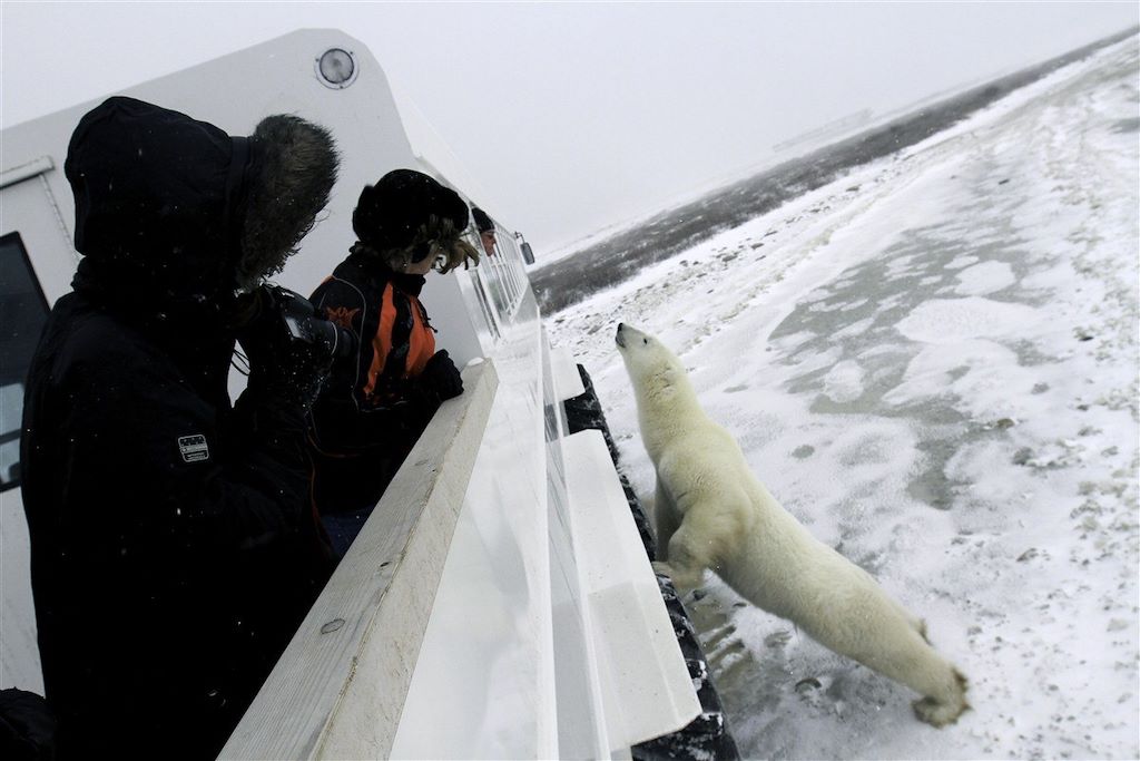 Voyage Observation des ours polaires à Churchill 1