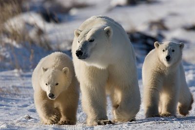 Observation des ours polaires près de Churchill - Canada