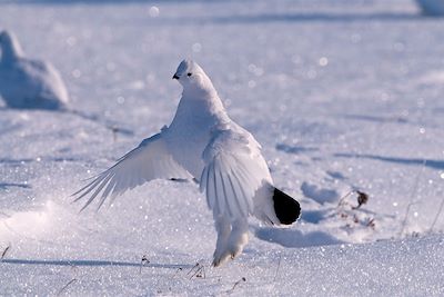 Poule des neiges - Canada