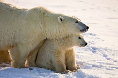 Les ours polaires de la baie d'Hudson - Manitoba - Canada