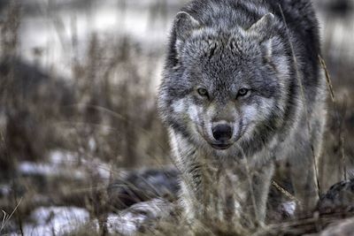 Loup - Baie d'Hudson - Manitoba - Canada