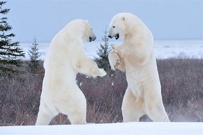 Les ours polaires de la baie d'Hudson - Manitoba - Canada