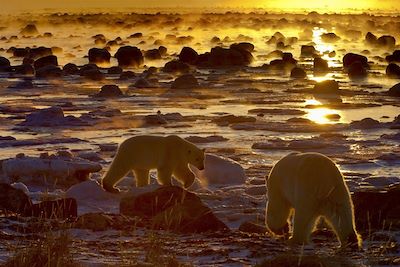 Les ours polaires de la baie d'Hudson - Manitoba - Canada