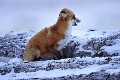 Renard - Les ours polaires de la baie d'Hudson - Manitoba - Canada