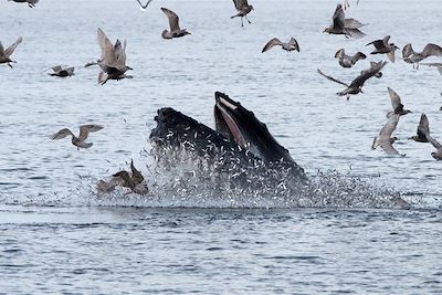 © Andrew Jones - Baleine - Colombie-Britannique - Canada Baleine - Colombie-Britannique - Canada