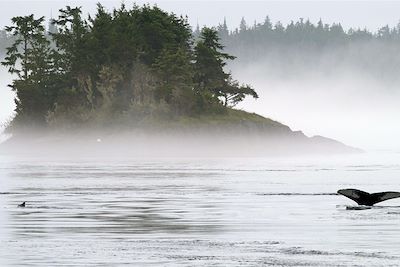 © Andrew Jones - Baleine - Colombie-Britannique - Canada Baleine - Colombie-Britannique - Canada