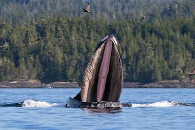 Baleine - Colombie-Britannique - Canada