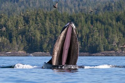 © Andrew Jones - Baleine - Colombie-Britannique - Canada Baleine - Colombie-Britannique - Canada
