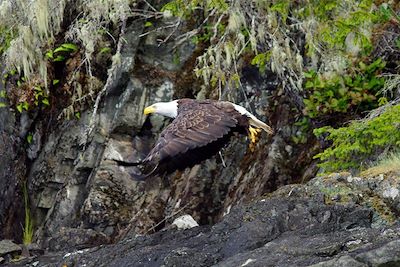 © Andrew Jones - Aigle - Colombie-Britannique - Canada Aigle - Colombie-Britannique - Canada