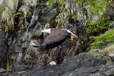 Aigle - Colombie-Britannique - Canada