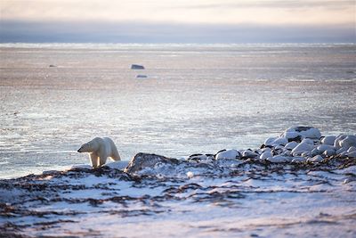 Ours blancs - Nunavut - Baie d'Hudson - Saskatchewan - Canada