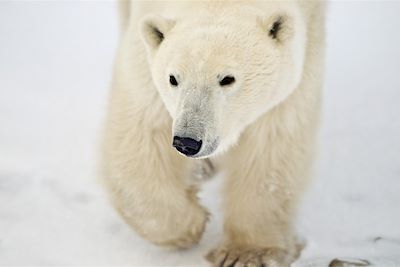 © Commission canadienne du tourisme - Ours polaire - Canada Ours polaire - Canada