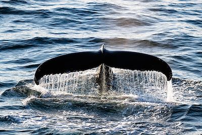 Baleine - Arctique - Canada