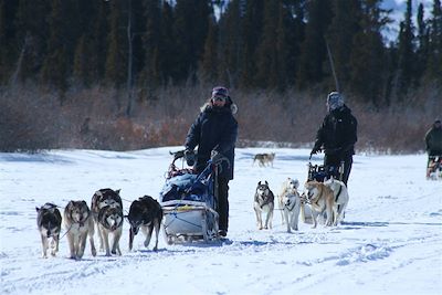 Chiens de traineau dans le Yukon - Canada