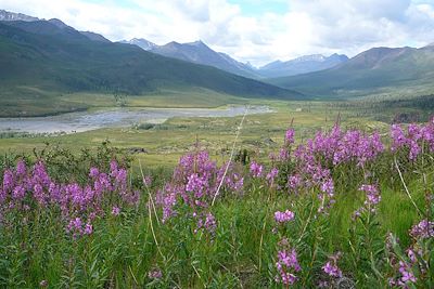 © Gérard Picard - paysage de Dempster highway paysage de Dempster highway