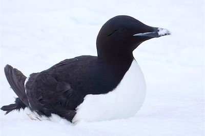 © Charles Frobisher - Guillemot - Nunavut - Canada Guillemot - Nunavut - Canada