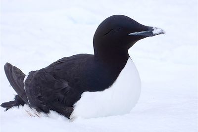 Guillemot - Nunavut - Canada