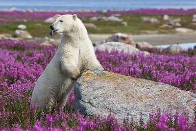 Observation des ours polaires près de Churchill - Canada