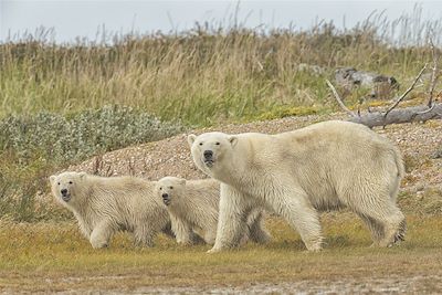 Observation des ours polaires près de Churchill - Canada