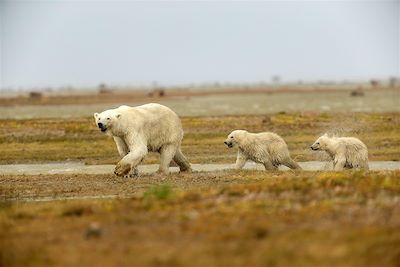 Odyssée au royaume des ours polaires - Manitoba - Canada