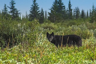 Loup - Manitoba - Canada