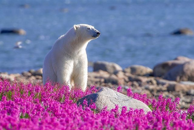 Voyage Odyssée au royaume des ours polaires