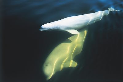 Beluga - Province de Manitoba - Canada