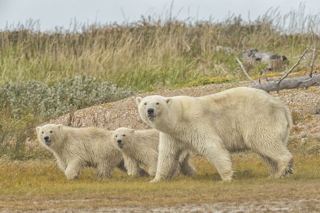 Voyage Odyssée au royaume des ours polaires