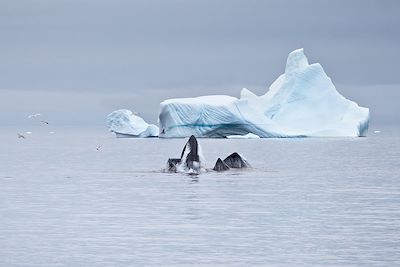 Baleine dans la baie de Disko - Groenland