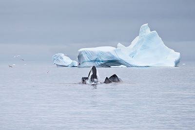 Voyage Le passage du Nord-Ouest 3