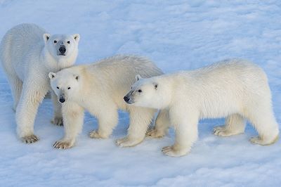 Ours Blancs - Mer de Beaufort - Canada